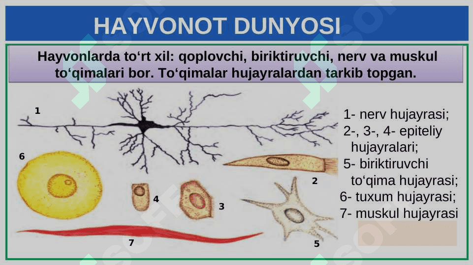 HAYVONOT DUNYOSI 6