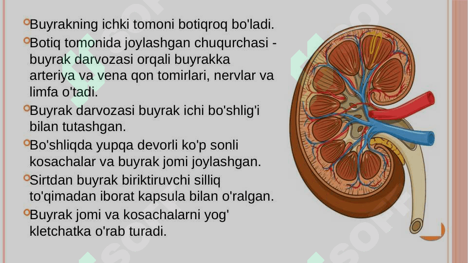 Siydik ayrish organlarining tuzilishi 6