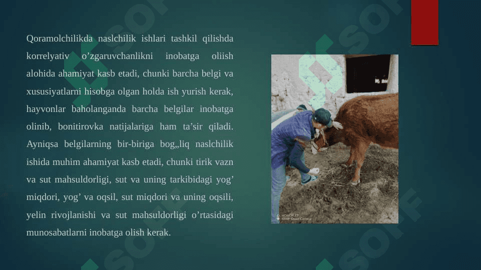 Qishloq xo’jalik hayvonlari oziqlantirish va bonitirovka qilish 3