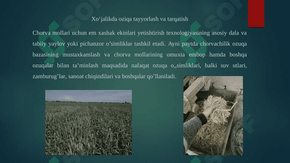 Qishloq xo’jalik hayvonlari oziqlantirish va bonitirovka qilish 4