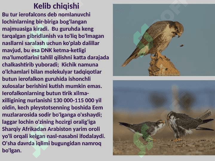 Zoologiya fanidan mustaqil ish pptx 5