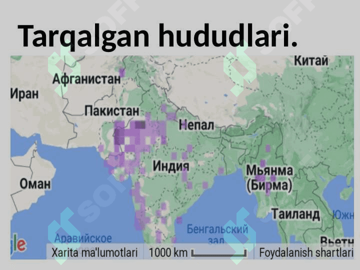 Zoologiya fanidan mustaqil ish pptx 6