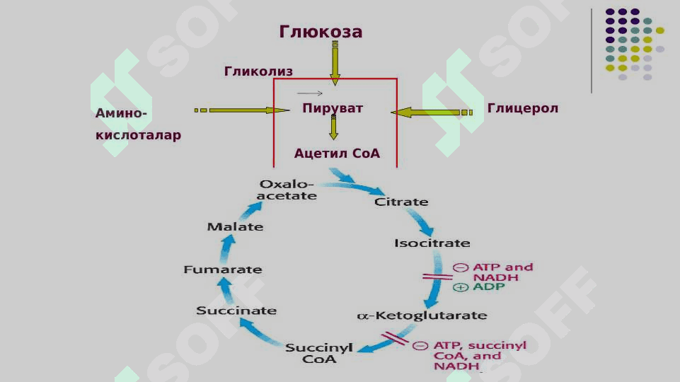 Uglevodlar almashinuvi 4