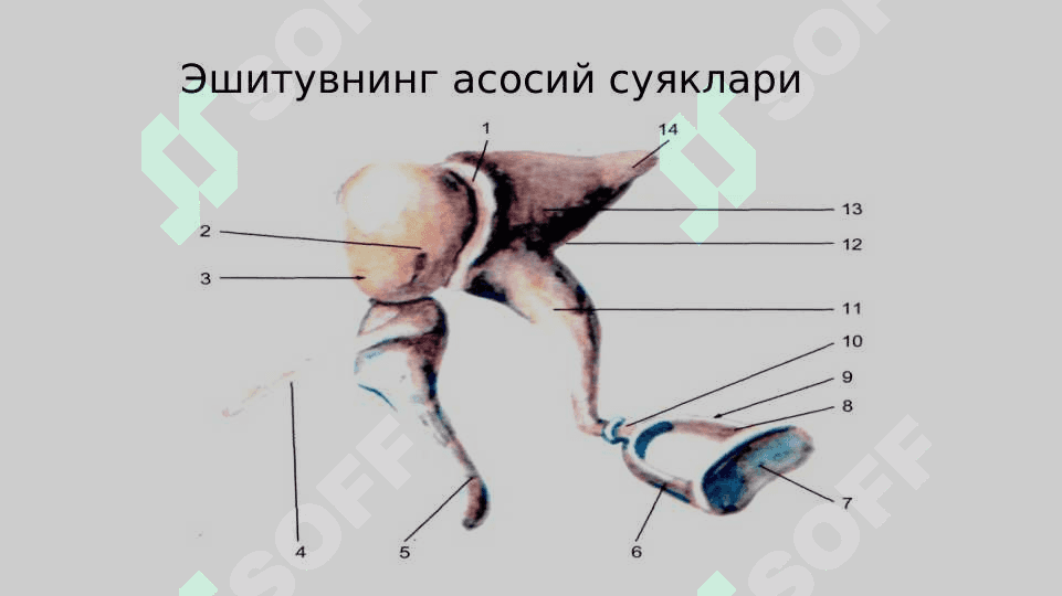 Эшитиш кўри ва сезги анализаторлари 5