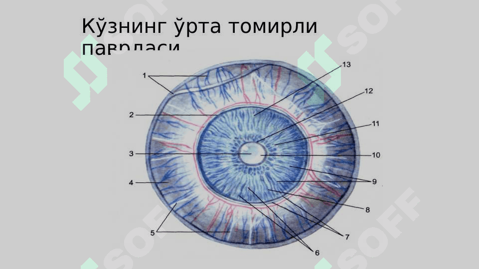 Эшитиш кўри ва сезги анализаторлари 7