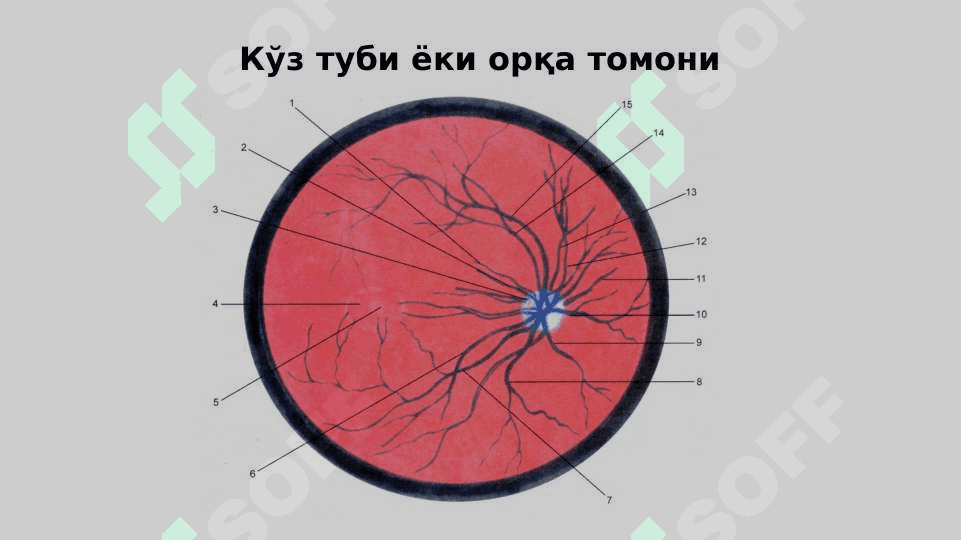 Эшитиш кўри ва сезги анализаторлари 8