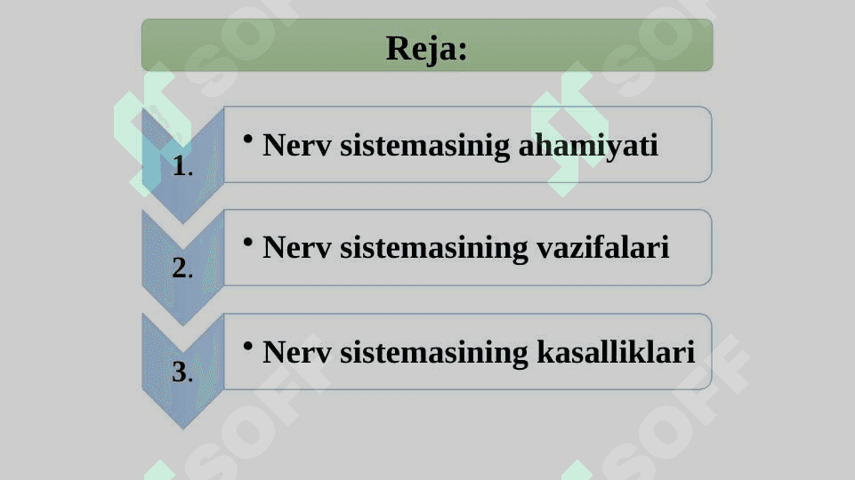Nerv sistemasi. Umumiy tizimi 2