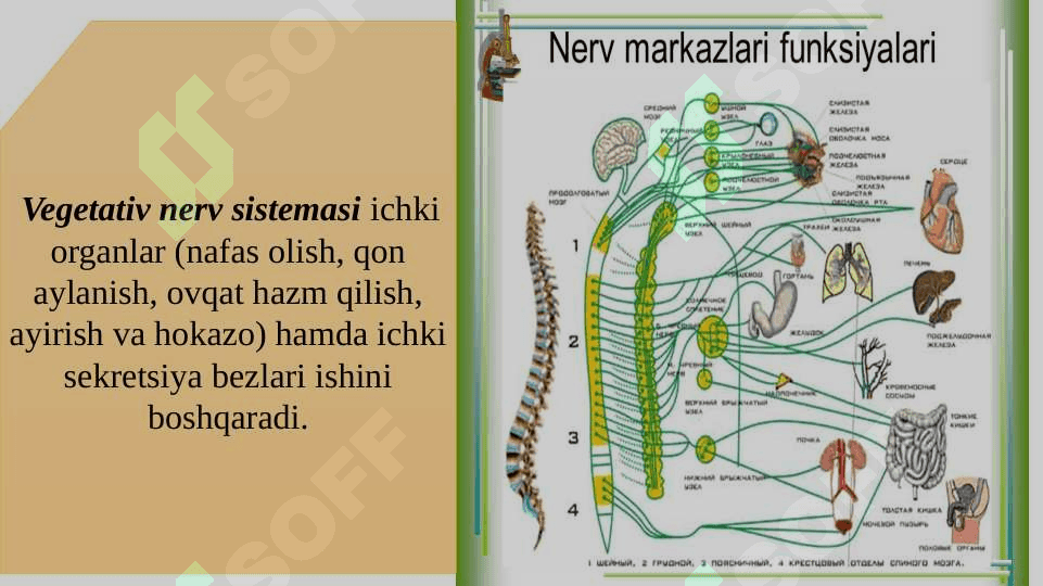 Nerv sistemasi. Umumiy tizimi 8