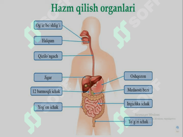 Ovqat hazm qilish a’zolari. Ovqat hazm bezlari tuzilishi. Nafas olish a’zolari 3