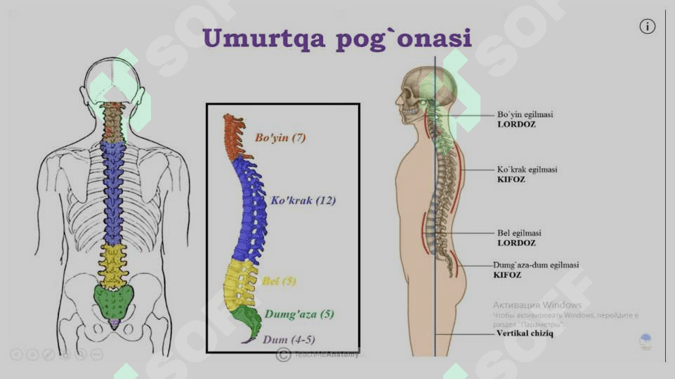 Tana skeleti tuzilishi. Sindesmologiya. Miologiya 5