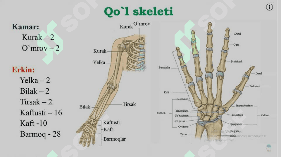 Tana skeleti tuzilishi. Sindesmologiya. Miologiya 7