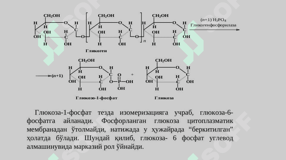 Углеводлар алмашинуви 8