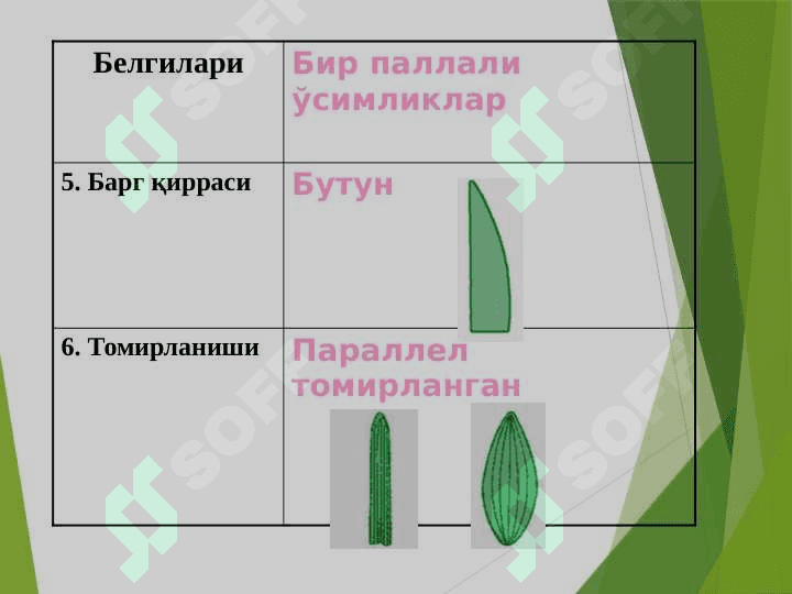 Бир уруғпаллали ўсимликлар 7