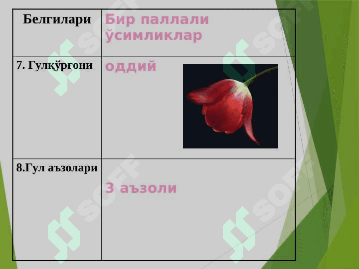 Бир уруғпаллали ўсимликлар 8