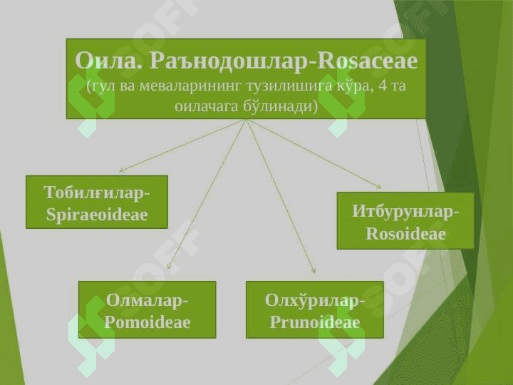 Раънонамолар қабиласи-Rosales 6