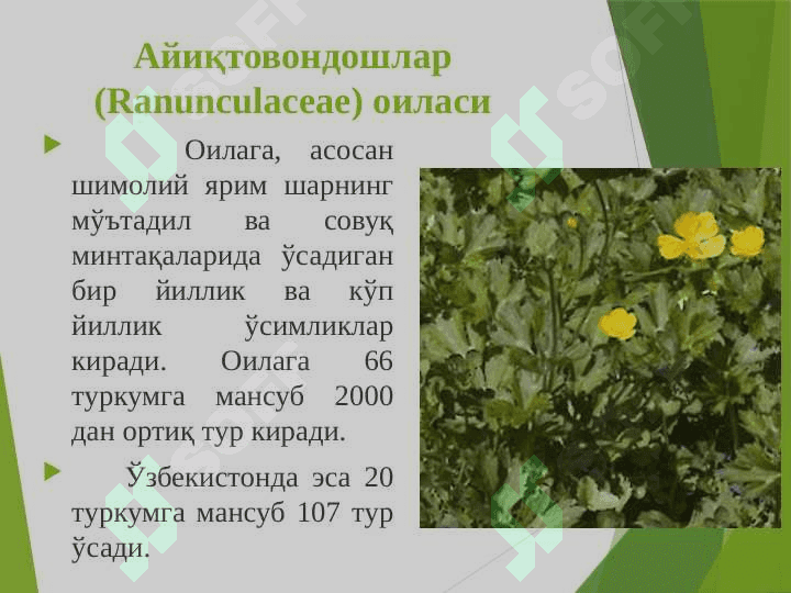 Айиқтовоннамолар –Ranunculales қабиласи. Раънонамолар-Rosales қабиласи 4