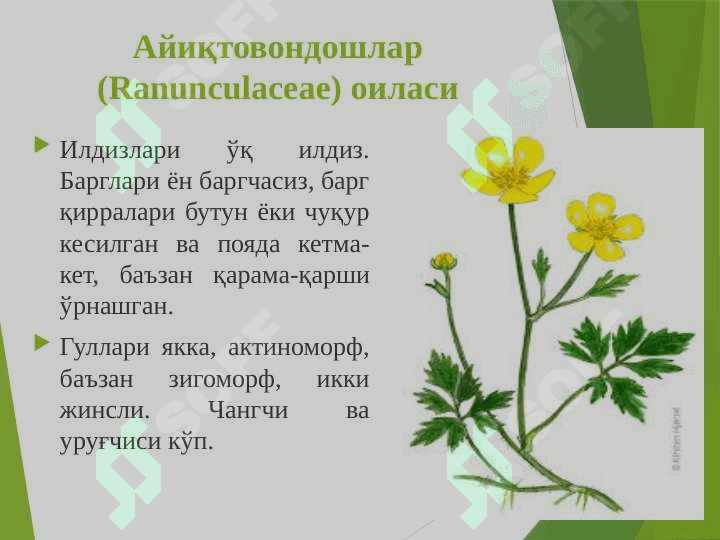 Айиқтовоннамолар –Ranunculales қабиласи. Раънонамолар-Rosales қабиласи 5