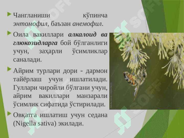 Айиқтовоннамолар –Ranunculales қабиласи. Раънонамолар-Rosales қабиласи 6