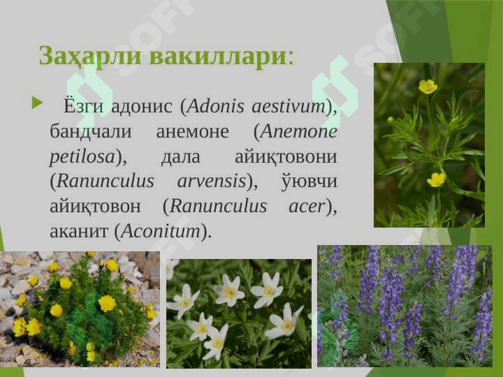 Айиқтовоннамолар –Ranunculales қабиласи. Раънонамолар-Rosales қабиласи 7