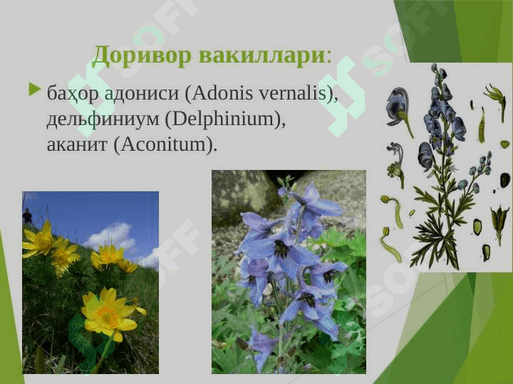 Айиқтовоннамолар –Ranunculales қабиласи. Раънонамолар-Rosales қабиласи 8