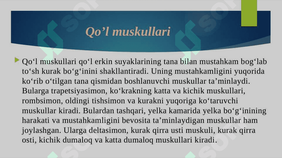 Qo'l muskullarining anatomik tuzilishi 2
