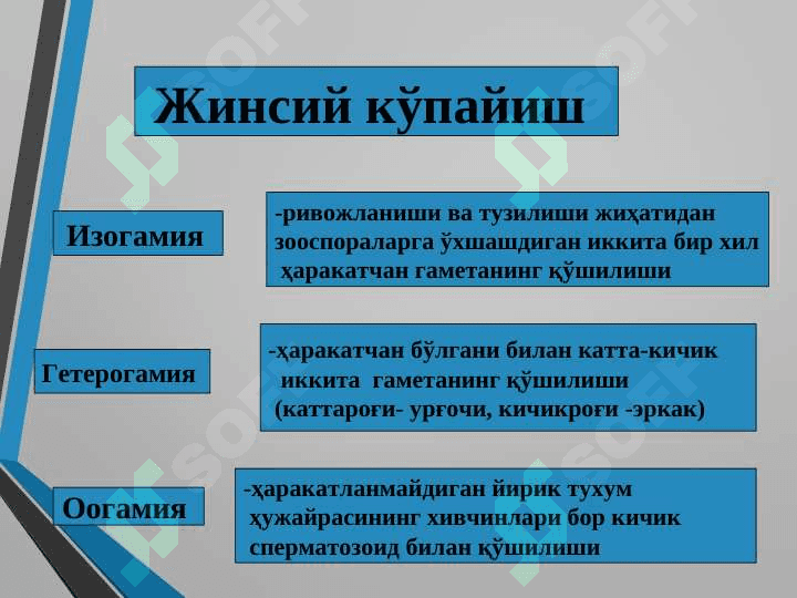 Яшилсувўтлар бўлими 7
