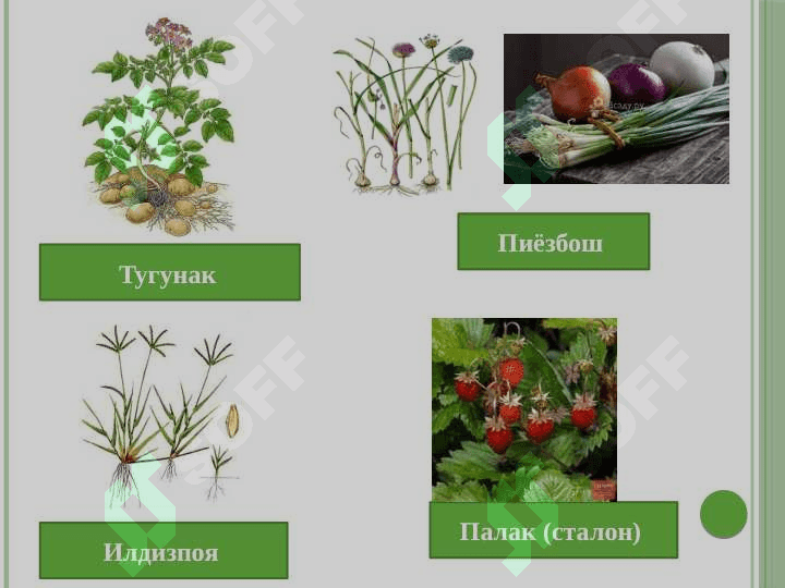Ўсимликларнинг кўпайиши ва қайта тикланиши 6