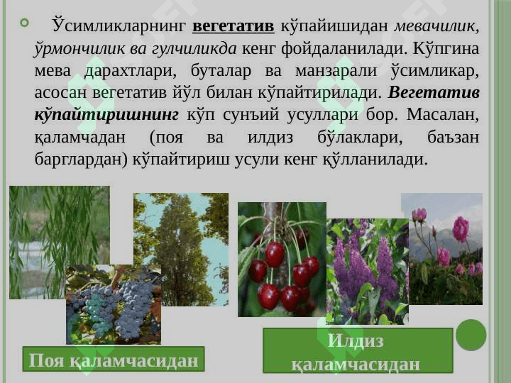 Ўсимликларнинг кўпайиши ва қайта тикланиши 8