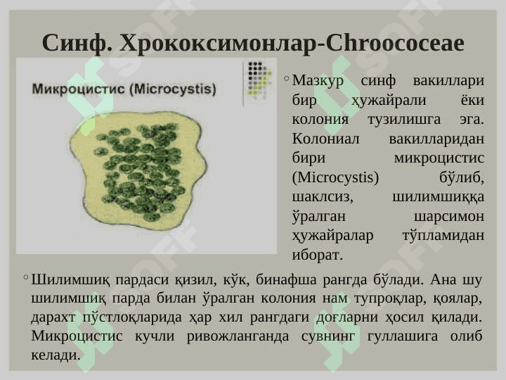 Кўк - яшил сувўтлари (Cyanophyta) бўлими. Қизил сувўтлари (Rhodophyta) бўлими 4