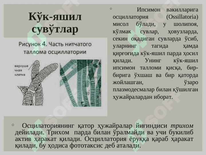 Кўк - яшил сувўтлари (Cyanophyta) бўлими. Қизил сувўтлари (Rhodophyta) бўлими 5