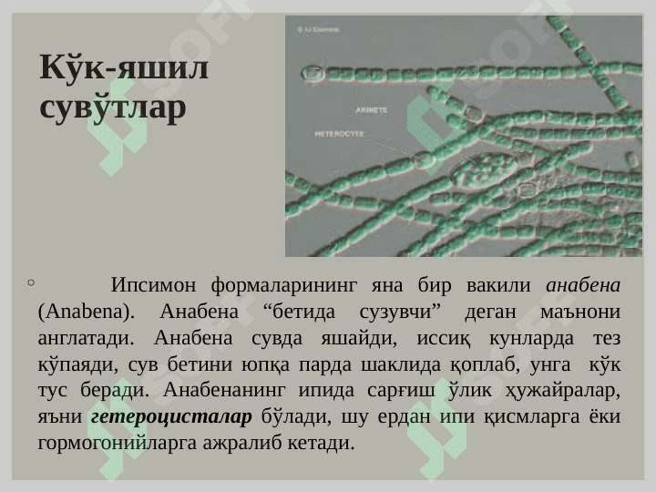 Кўк - яшил сувўтлари (Cyanophyta) бўлими. Қизил сувўтлари (Rhodophyta) бўлими 6