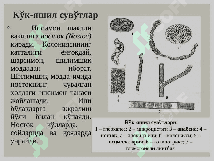 Кўк - яшил сувўтлари (Cyanophyta) бўлими. Қизил сувўтлари (Rhodophyta) бўлими 7