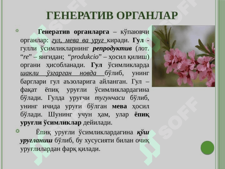 Генератив органлар 4
