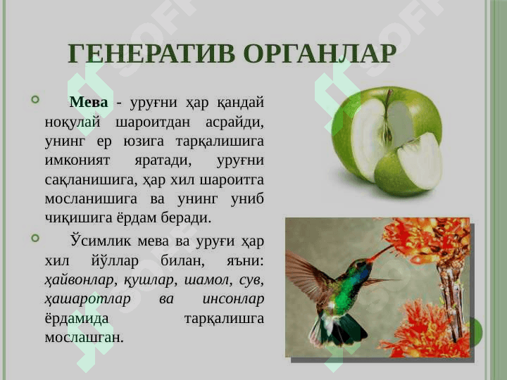 Генератив органлар 5