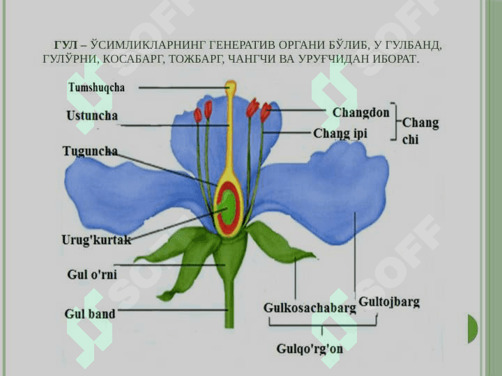 Генератив органлар 6
