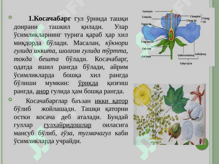 Генератив органлар 7