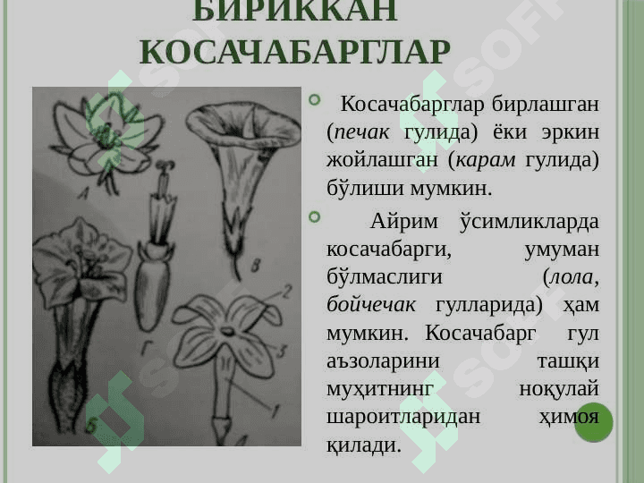 Генератив органлар 8