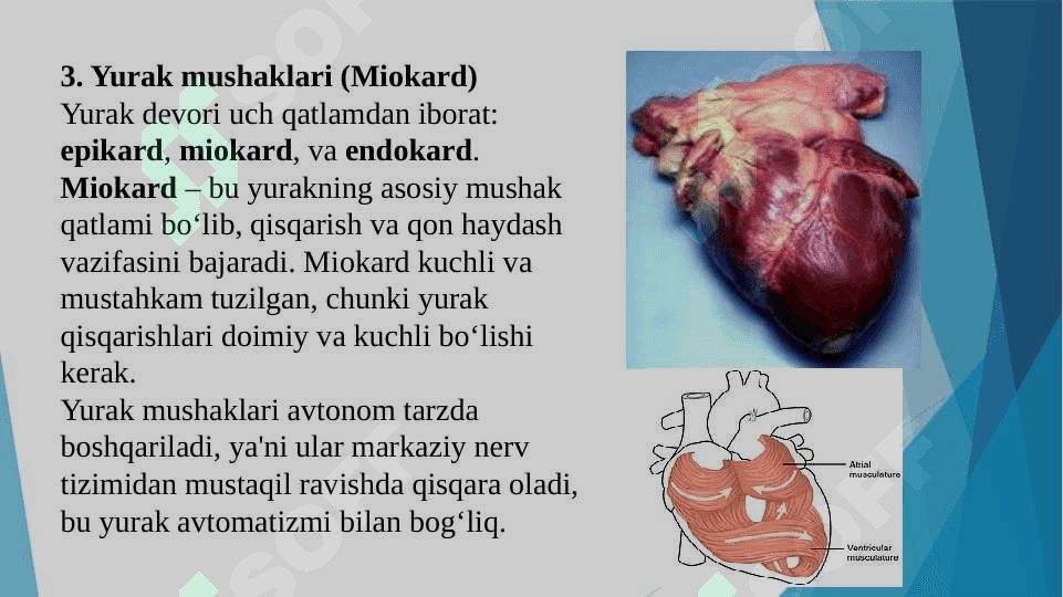 Yurak faoliyatini boshqarilishini o‘ziga xosligi 6
