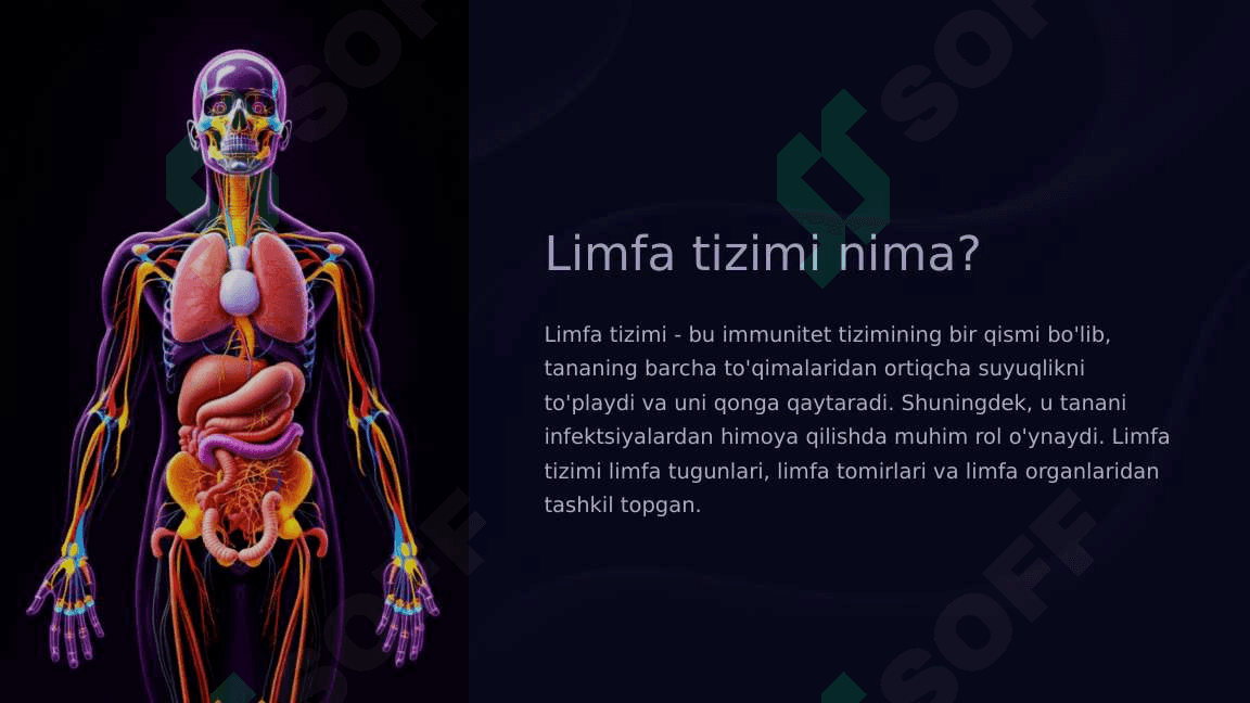 Limfa tizimi filogenezi, ontogenezi, anomaliyalari 3