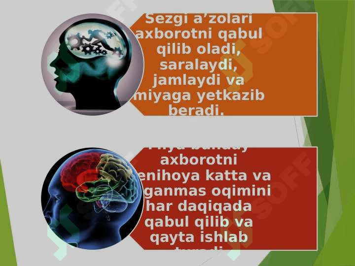 Sezgi psixologiyasi (TAQDIMOT) 7