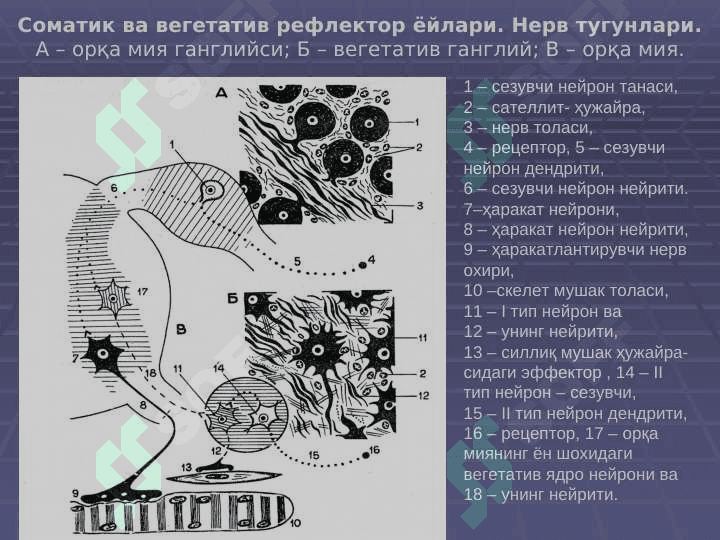 Nerv tizimi. Sezuv a'zolari | НЕРВ ТИЗИМИ, СЕЗУВ АЪЗОЛАРИ 2