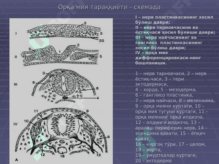 Nerv tizimi. Sezuv a'zolari | НЕРВ ТИЗИМИ, СЕЗУВ АЪЗОЛАРИ 3