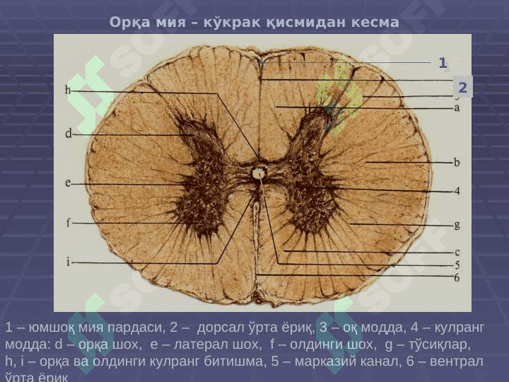 Nerv tizimi. Sezuv a'zolari | НЕРВ ТИЗИМИ, СЕЗУВ АЪЗОЛАРИ 4