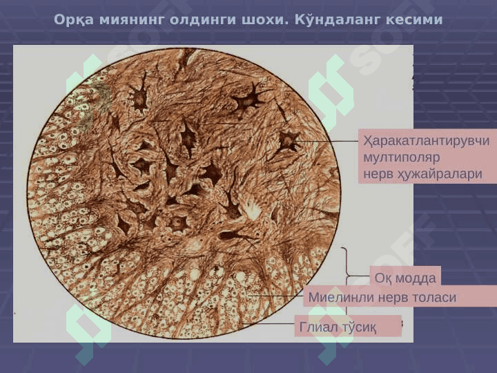 Nerv tizimi. Sezuv a'zolari | НЕРВ ТИЗИМИ, СЕЗУВ АЪЗОЛАРИ 5