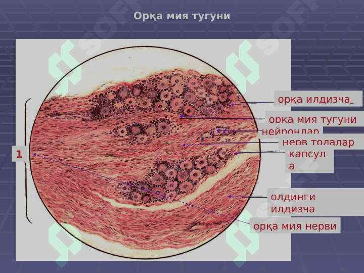 Nerv tizimi. Sezuv a'zolari | НЕРВ ТИЗИМИ, СЕЗУВ АЪЗОЛАРИ 7