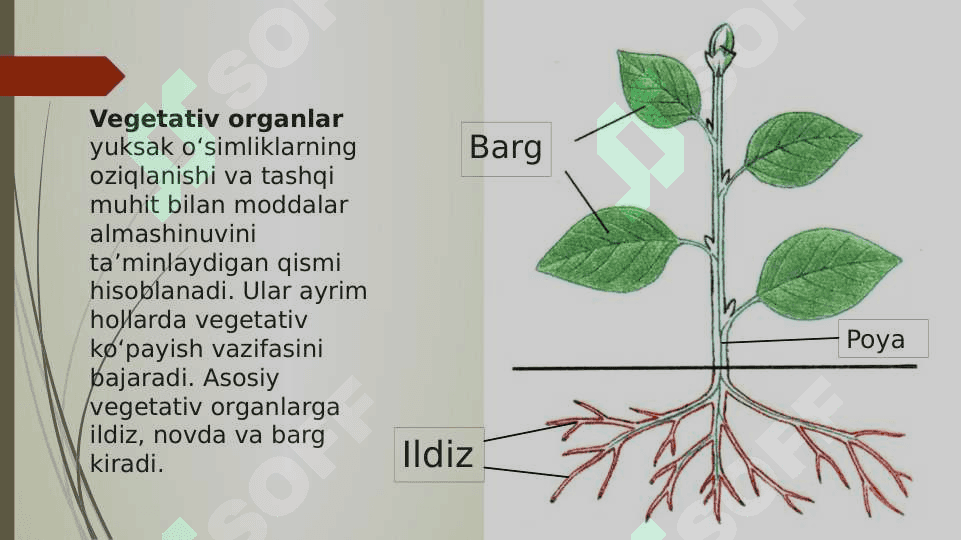 Vegetativ organlar pptx 3