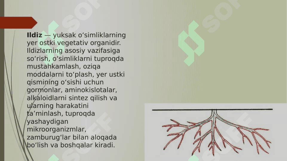 Vegetativ organlar pptx 4