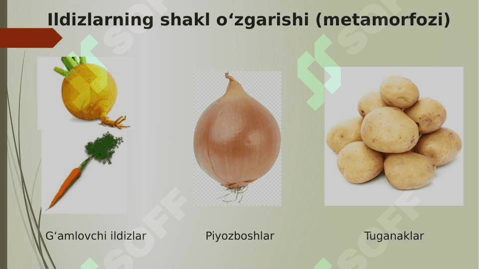 Vegetativ organlar pptx 6