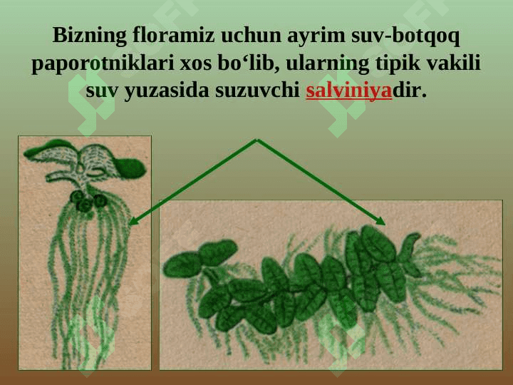 PAPOROTNIKLAR bo`limi pptx 8