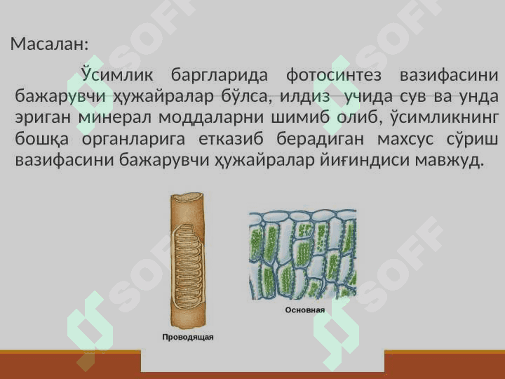 Ўсимлик тўқималари pptx 4